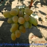 Фото сортов винограда на моём учаске .пгт Ольшаны.